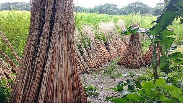 ভালো ফলনে স্বস্তি, ন্যায্যমূল্যের প্রত্যাশা