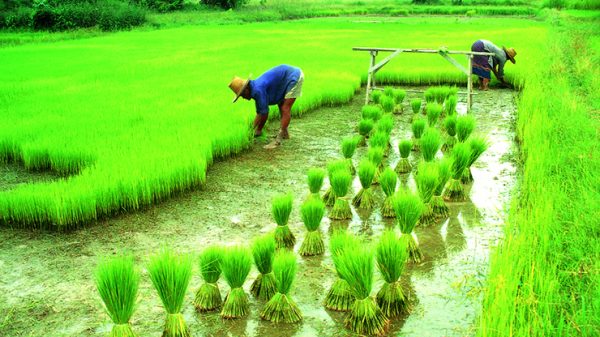আশ্বিন মাসে যেসব কৃষিকাজে লাভবান হতে পারেন কৃষক