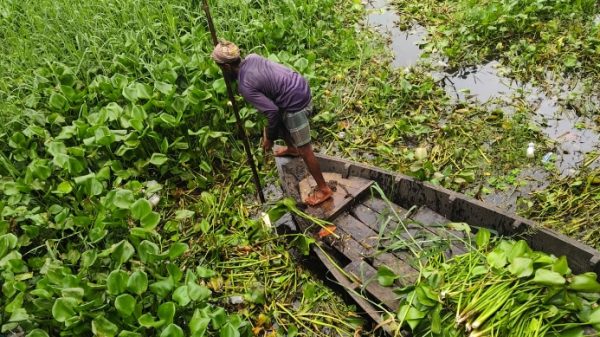 গো-খাদ্য হিসেবে কচুরিপানা সংগ্রহ