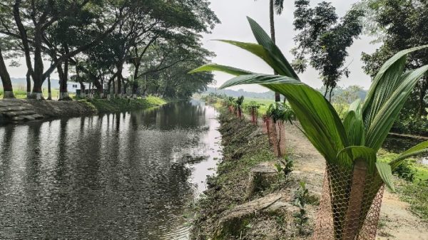 পরিবেশ রক্ষায় চাঁদপুর সদরে ৩০ হাজার চারা রোপণ